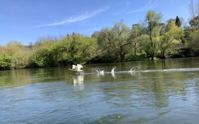 Quand faire du canoe en Dordogne : guide des meilleures saisons et moments de la journée